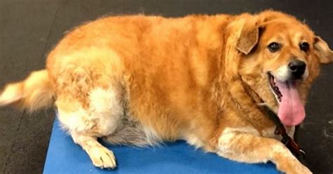 Overweight Dogs Transformation Gives Her New Lease On Life