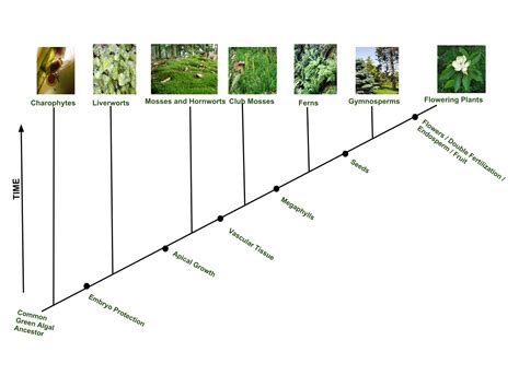 Plant Evolution Wikipedia