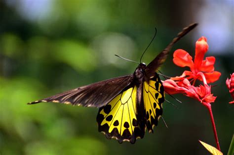Yang pastinya ini pilihan gambar yang terbaik! 10 Gambar Kupu-kupu Hinggap di Bunga yang Indah dan Lucu