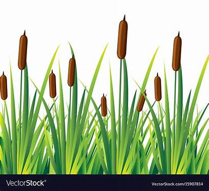 Reed Cattails Plant Swamp Water Vector Leaf
