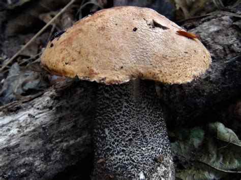 Orange Birch Bolete