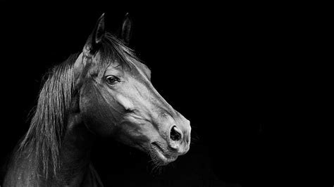 Hd Wallpaper Grayscale Horse Photo Grayscale Photography Of Horses