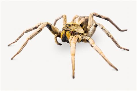 Armed Spider Insect Isolated Image Free Photo Rawpixel