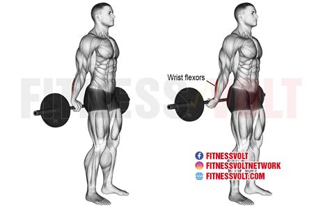 How To Do Behind The Back Barbell Wrist Curl Forearms Fitness Volt