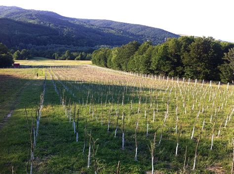 Prima Plantatie De Goji Certificata Bio Din Romania Bacania Veche