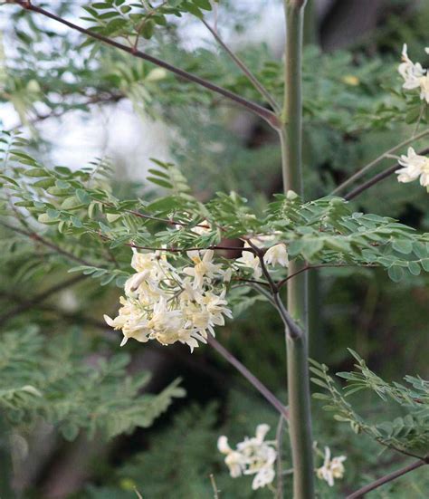 Grow Miraculous Moringa In The Desert Phoenix Home And Garden Drought