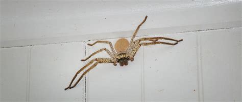 Common Spiders In Washington