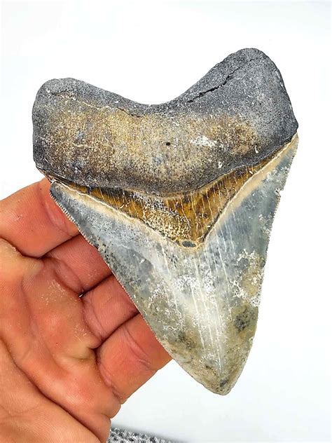 Beautiful 4 18 Inch Megalodon Shark Tooth Fossil Golden Beach Real