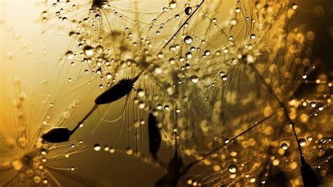 Summer Rain Wallpapers 4k Hd Summer Rain Backgrounds On Wallpaperbat