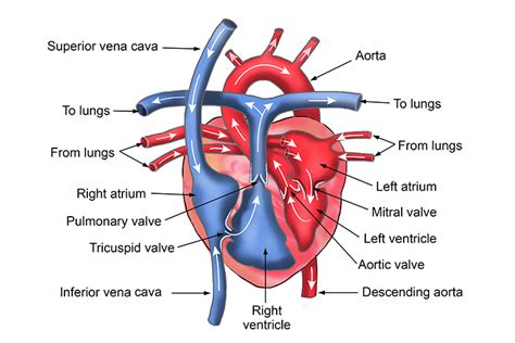 Revision Notes Of Heart Structure And Labelled Diagram