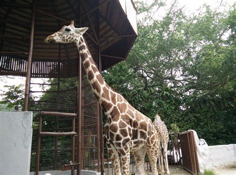 This is the official zoo negara malaysia twitter. Tips Ke Zoo Negara Kuala Lumpur | Diary of Muhammad