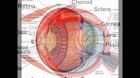Structure And Function Of Human Eye Youtube