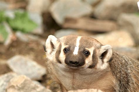 American Badger Facts For Kids Coolaboo Education Site