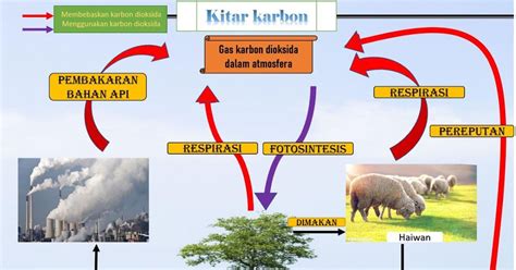 Explore To Kohs Science World Blog Sains Kitar Karbon Dan Kitar