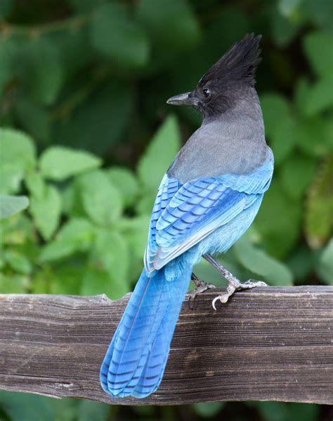 Stellers Jay San Diego Bird Spot