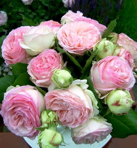 Gorgeous Eden Climbing Rose Decoredo Rose Grimpante Idées De