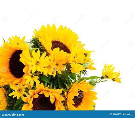 Sunflowers On White Stock Photo Image Of Garden Decoration 146046916