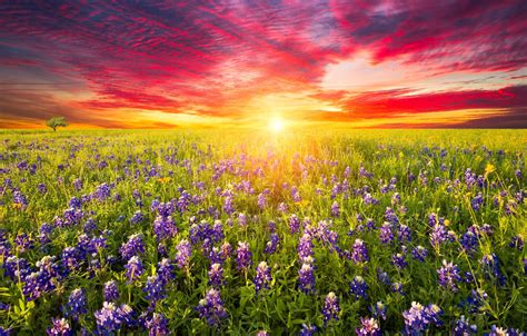 Wallpaper Field Summer The Sky Bright Colors The Sun Clouds Flowers Meadow Lupins Images