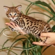Caracal cat tofu cat jasmin jual toilet kucing box. Bengal, Serval,savannah, Caracal Kittens and Bengal ...