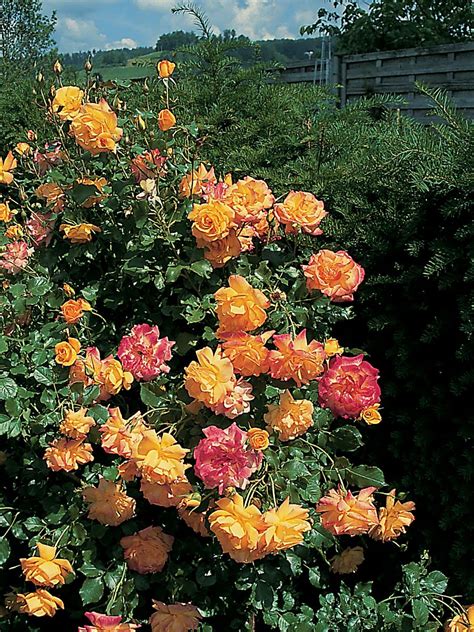 Sahara® Strauchrose öfter Blühend Anspruchslos Rosa Sahara