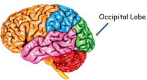 Occipital Lobe Neurology For Newbies