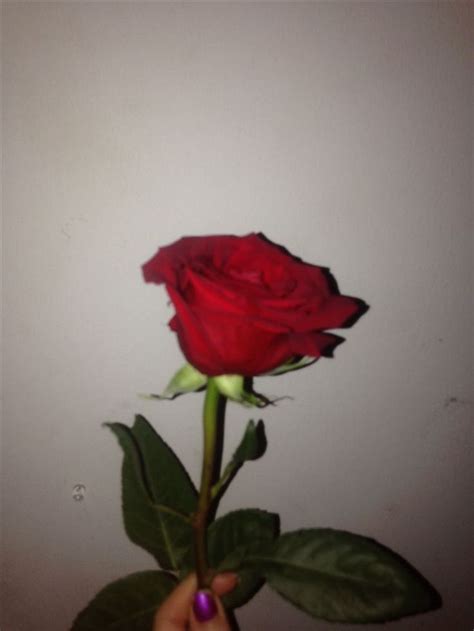 @pseudycus #flower #flowers #rose #roses #floral #florals you are in the right place about wallpaper rosa delicado here we offer you the most beautiful pictures about the wallpaper rosa bts you are looking for. Pin di wallpaperѕ ғor dayѕ.