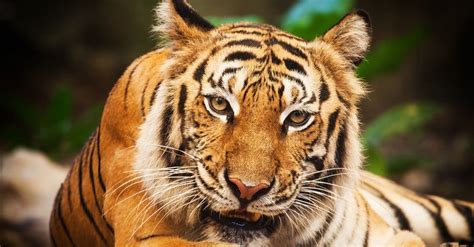 ≫ Descubre Los Tigres Más Grandes Del Mundo