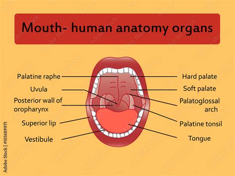 Parts Of Human Mouth Open Mouth And White Healthy Teeth Vector