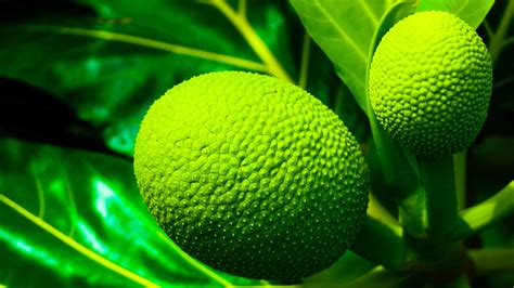 3 Things You Didn't Know About Breadfruit - Travel To Paradise
