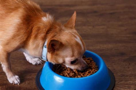 How To Make Kibble For Dogs