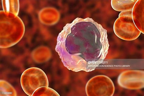 Monocyte White Blood Cell In A Blood Smear Illustration High Res Vector