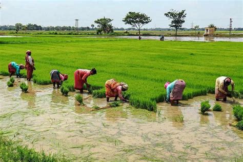 Kus on field of burnt rice? The ecological significance of Kerala's move to pay ...