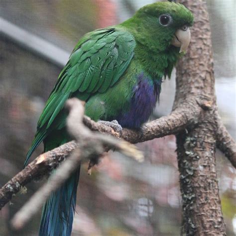 Purple Bellied Parrot