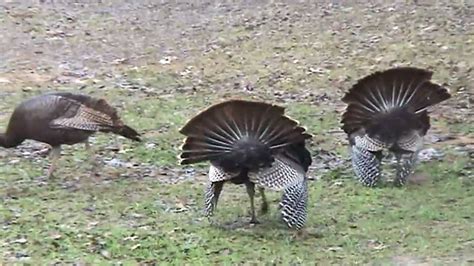 wild turkeys dancing youtube