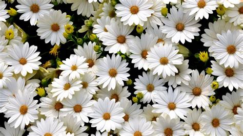 White Daisies Wallpapers Net