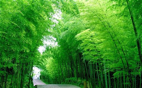 Bamboo Wallpapers Collections Most Beautiful Places In The World
