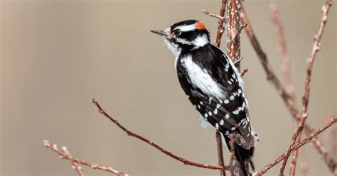 9 Woodpeckers In New York And Where To Spot Them With Pictures