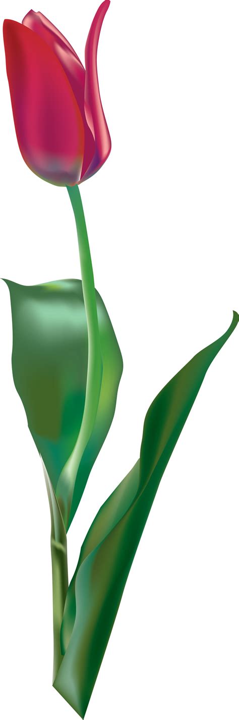 Tulip Vector Vector Download