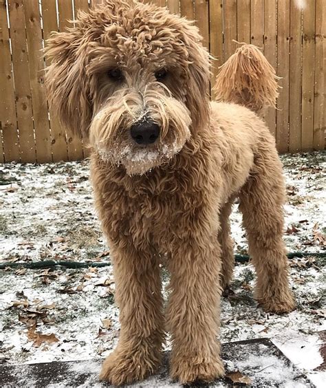 The combination of the gentle golden retriever and the highly intelligent poodle make a wonderful companion. F1B golden doodle loving the snow | Goldendoodle, Poodle ...