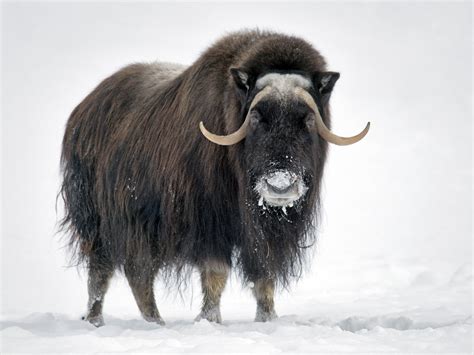 Musk Ox Facts History Useful Information And Amazing Pictures