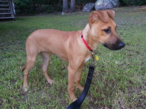 Black Mouth Cur More People Need To Know About This Delightful Breed