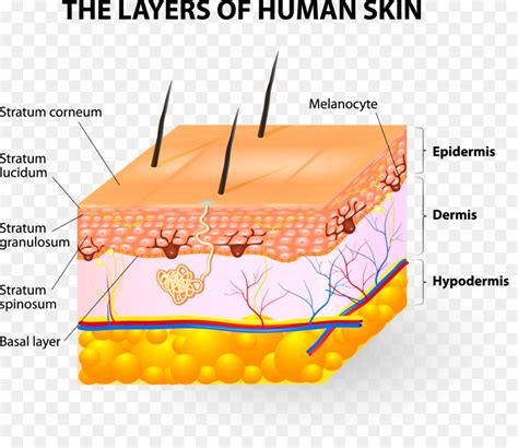 Human Skin Subcutaneous Tissue Epidermis Lucidum Png Download 3913