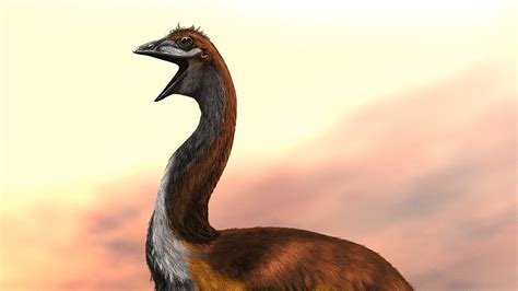 The Elephant Bird Regains Its Title As The Largest Bird That Ever Lived