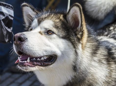 Alaskan Malamute Breed Characteristics Care And Photos Bechewy