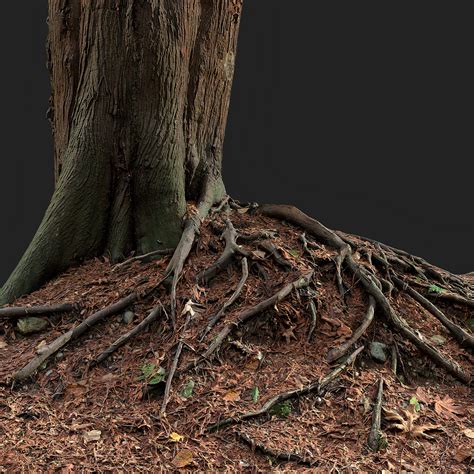 Artstation Photogrammetry Tree Stump Roots