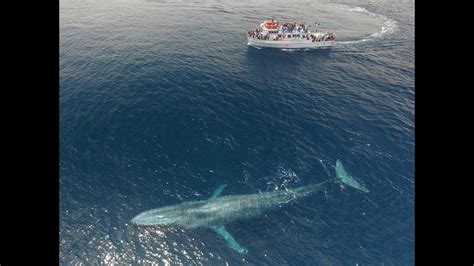 Have a whale of a time. Blue whale dwarfs boat - YouTube