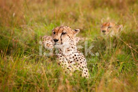 Cheetahs In African Savanna Stock Photo Royalty Free Freeimages