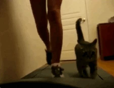 Treadmill Cats GIFs Find Share On GIPHY