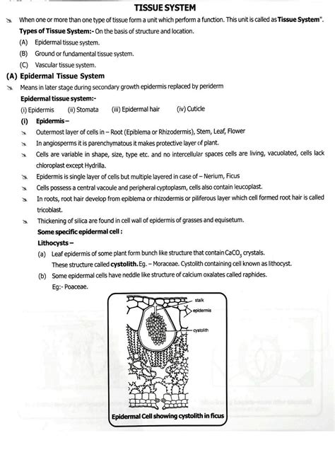 Solution Plant Tissue System Studypool