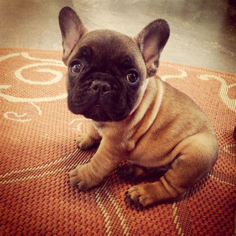 Red Fawn French Bulldog Puppies For Sale Uk Pets Lovers